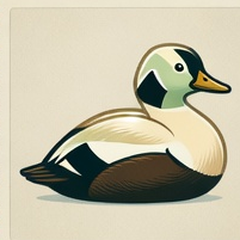 Eider